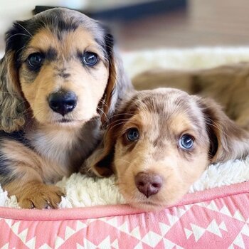 Healthy Dachshund Puppies