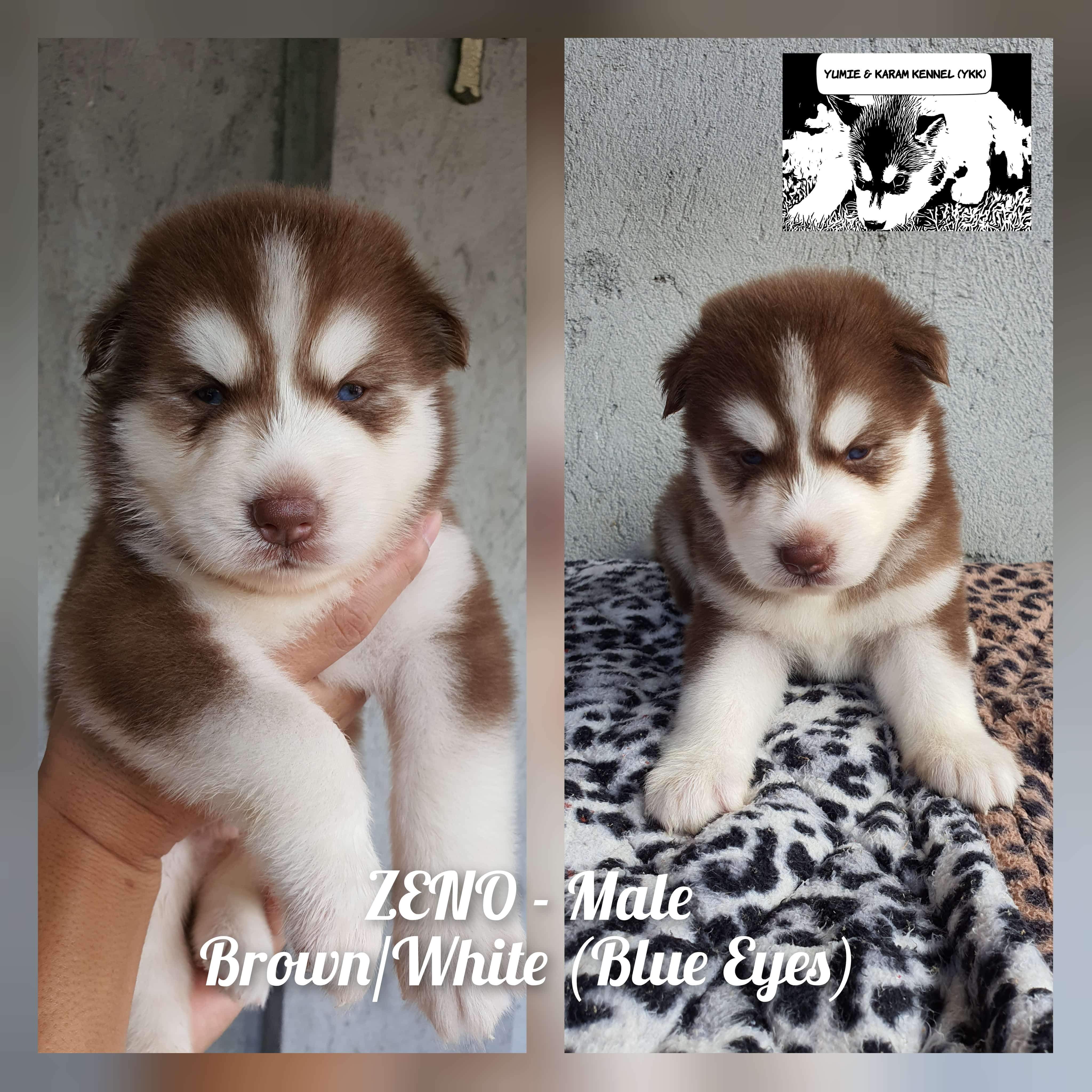 SIBERIAN HUSKY PUPPIES - WOOLY