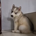 Siberian Husky (Pure breed)