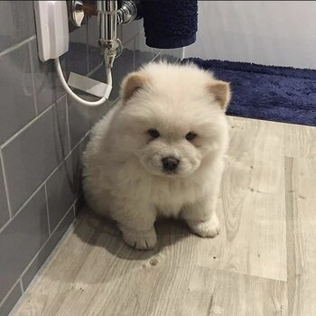 Chubby chow chow puppies