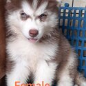 Quality Thailand import line Husky for sale-0