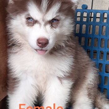 Quality Thailand import line Husky for sale