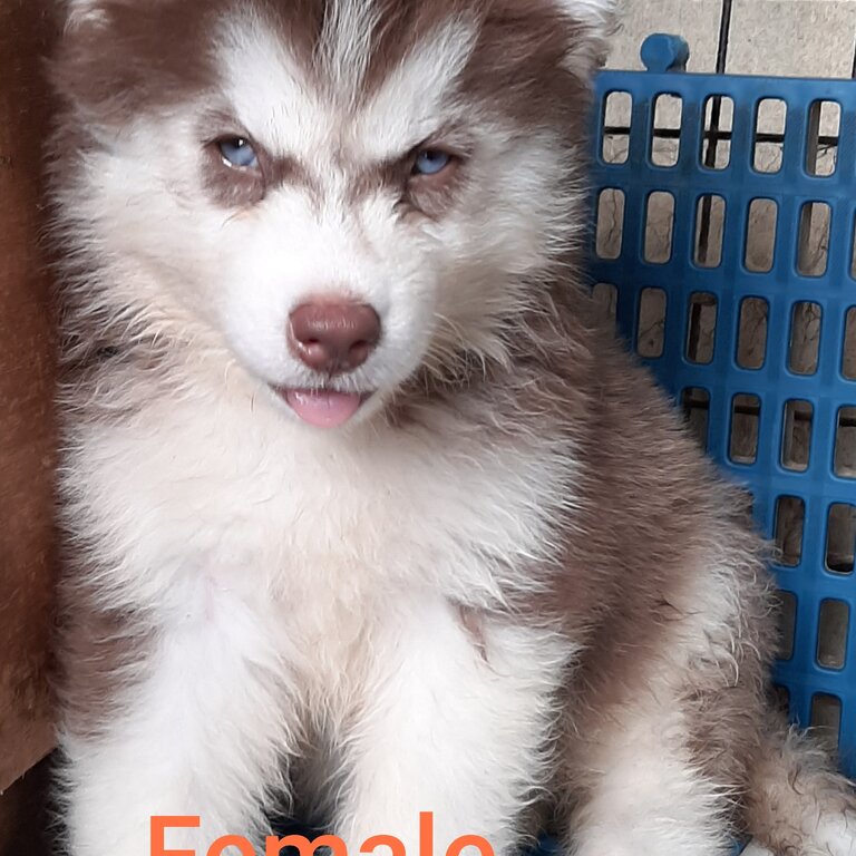 Quality Thailand import line Husky for sale