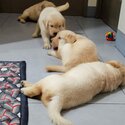 Pure Breed Golden Retriever Puppy/Puppies-1