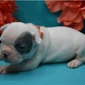 Charming french bulldog for rehoming -2