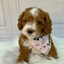Golden Doodle Puppies-3