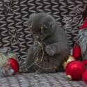 SCOTTISH FOLD KITTENS FOR SALE PHILIPPINES [DOGS] 0945-7024296-4