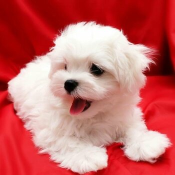 Beautiful Maltese puppies for good home