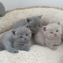 adorable shorthair kittens for adoption-0
