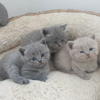 adorable shorthair kittens for adoption