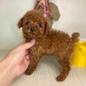 poodle puppies Whatsapp/Viber:(+63-945-546-4913)-0