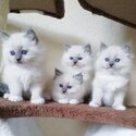 Adorable Ragdoll kittens Available-0