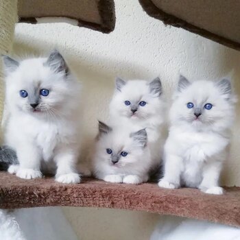 Adorable Ragdoll kittens Available