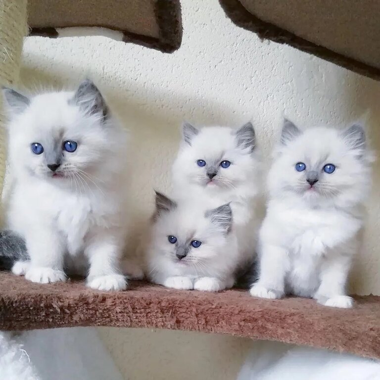 Adorable Ragdoll kittens Available