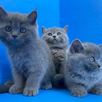 British Short Hair Kittens