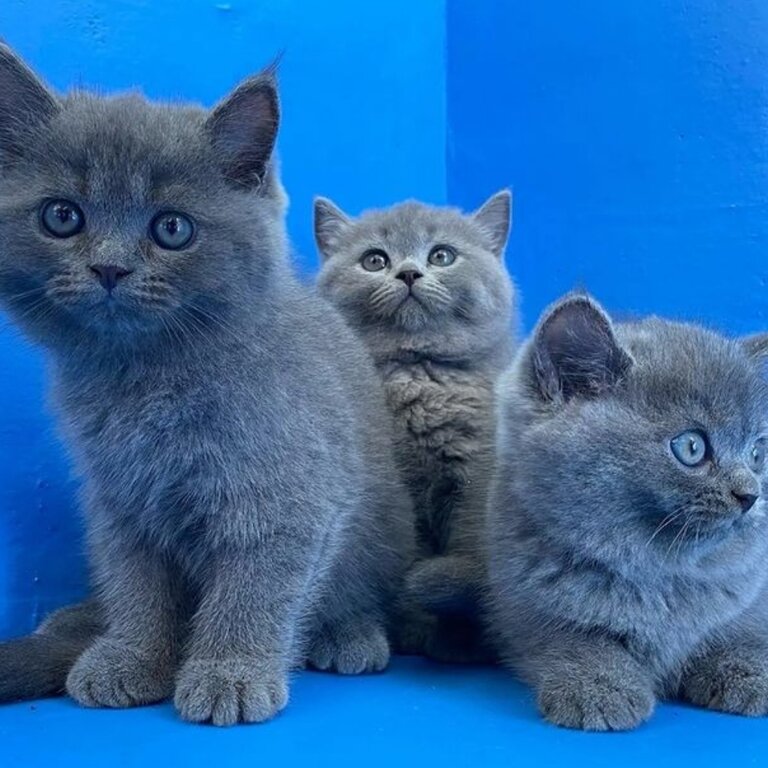 British Short Hair Kittens