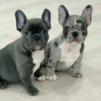 adorable french bulldog puppies for adoption viber:+63 9695610572