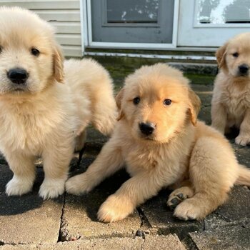 Healthy Golden Retriever Puppies