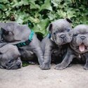 Stunning Blue French Bulldog puppies available now.-1