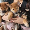 Shiba Inu Puppies Available 