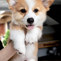 Pembroke Welsh Corgi-3