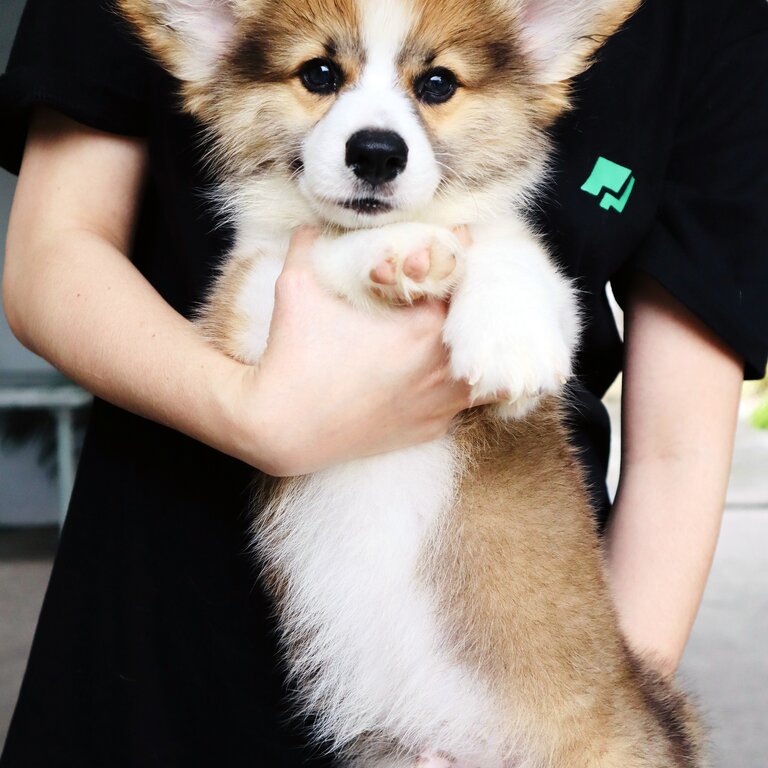 Pembroke Welsh Corgi