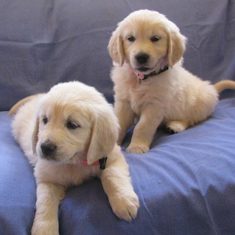 Viber: (+63-945-546-4913) GOLDEN RETRIEVER PUPPIES 
