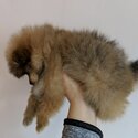 Beautiful Pomeranian puppies for good homes-2