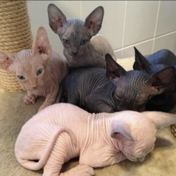 Sphynx Kittens