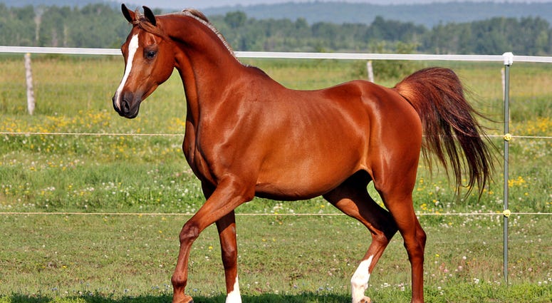 Horse - Baby Horse for sale or Adoption [RED HORSE] in PHILIPPINES / racing horse breed