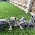 adorable french bulldog puppies for adoption                                   viber: +63 9063460759