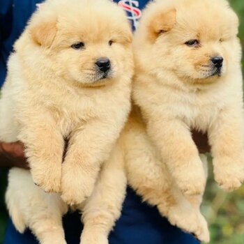 Chow Chow Puppies Available