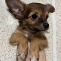 Chihuahua Pure Breed with PCCI paper-5