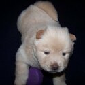 Chow chow pups Viber : ( +63-9454-136-749 )