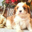 Whatsapp/Viber:(+63-945-546-4913) Cavalier Klng Charles Spaniel Puppies 