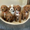 Golden Doodle Puppies-1