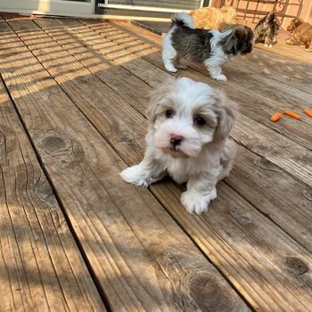 Havanese Pups 