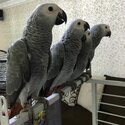 hand tamed african grey birds for adoption-0