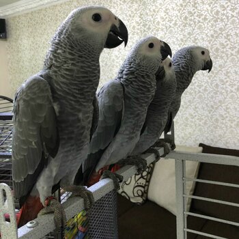 hand tamed african grey birds for adoption