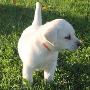 Labrador Puppies Whatsapp/Viber:(+63-945-546-4913)