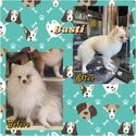 Pomeranians (Male, Bulacan)-0
