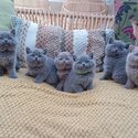 British short Hair Kittens-0