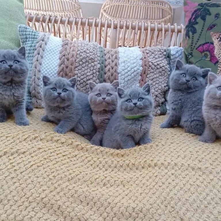 British short Hair Kittens