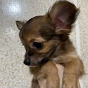 Chihuahua Pure Breed with PCCI paper