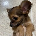 Chihuahua Pure Breed with PCCI paper-1