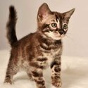 BENGAL KITTENS FOR SALE PHILIPPINES [CATS] 0945-7024296-1