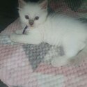 SPHYNX CAT - Ragdoll Kittens / Sphynx Kittens for sale Metro Manila [CATS]  09685789141-4