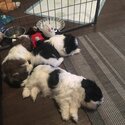 shih tzu prince and princesses for rehoming