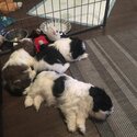 shih tzu prince and princesses for rehoming