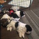 shih tzu prince and princesses for rehoming-1